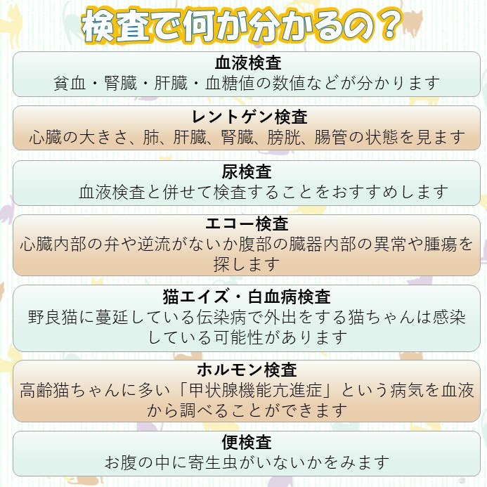 猫の健康診断キャンペーン 浜松市中区 上島動物病院 ペットにやさしい動物病院 犬 猫 予約優先 浜松市中区 上島動物病院 ペットにやさしい動物病院 犬 猫 予約優先