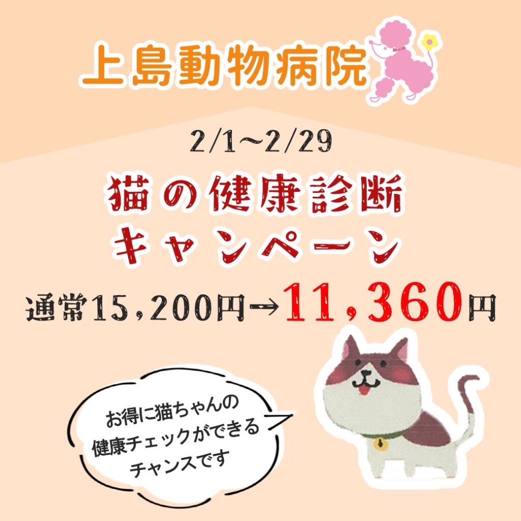 kamijimacampaign202402-